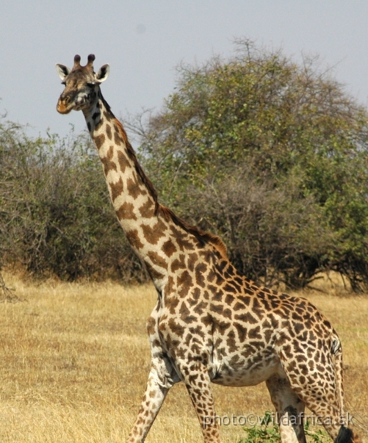 Serengeti Mammals/DSC_0348-1